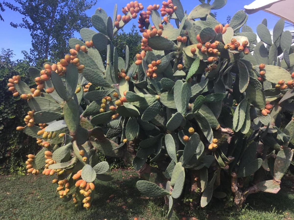 Il Giardino Degli Agrumi Villa Caserta Eksteriør bilde