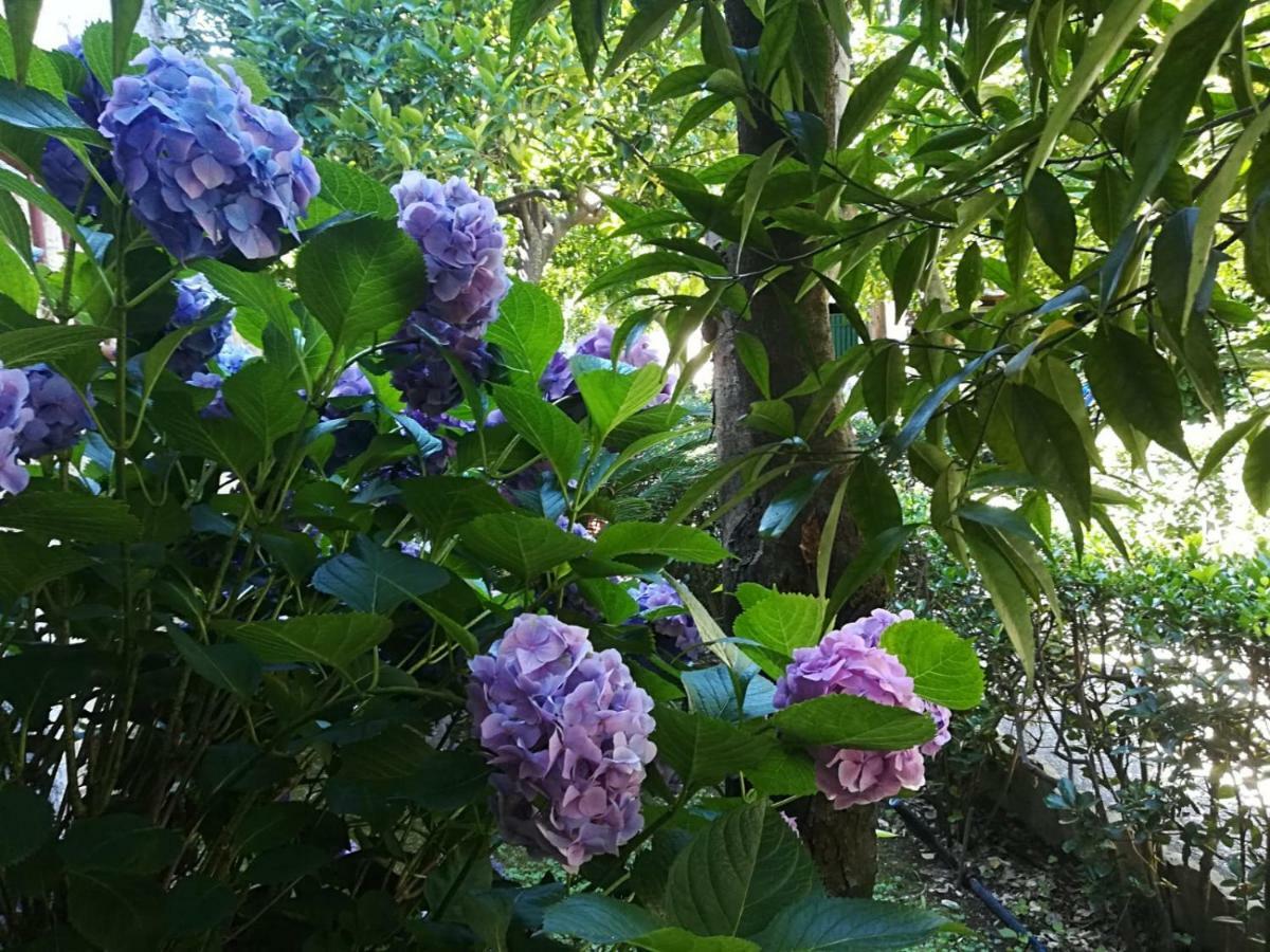 Il Giardino Degli Agrumi Villa Caserta Eksteriør bilde